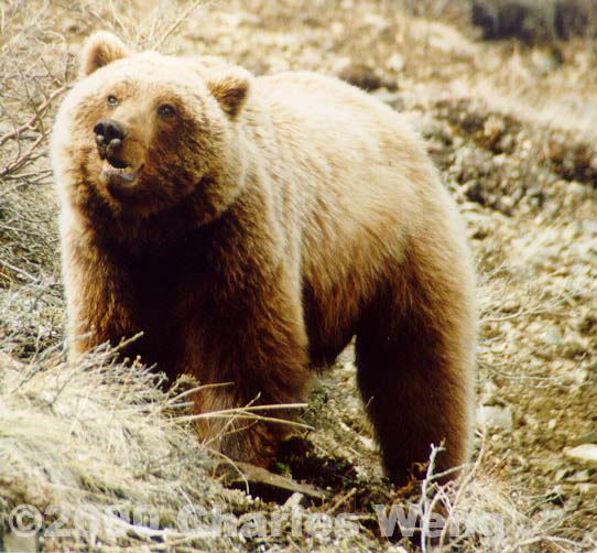 Grizzly01.JPG (202250 bytes)